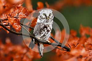 Boreal owl or Tengmalm`s owl Aegolius funereus portrait in orange leaves