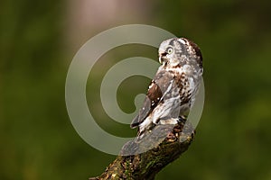 Boreal owl or Tengmalm`s owl Aegolius funereus resting on the stump of a tree