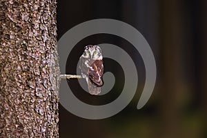 Boreal owl or Tengmalm`s owl Aegolius funereus sits on a spruce branch
