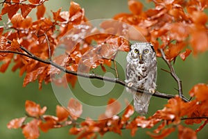 Boreal owl or Tengmalm`s owl Aegolius funereus sitting on a beech tree with orange leaves