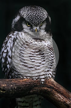 Boreal owl or Tengmalm`s owl Aegolius funereus sitting on a branch