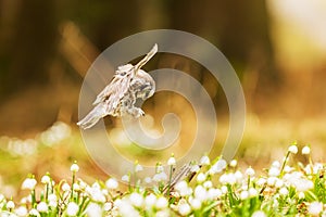 boreal owl or Tengmalm\'s owl (Aegolius funereus) sitting on a forest pallet full of snowbells