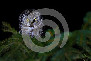 The boreal owl or Tengmalm\'s owl - Aegolius funereus - is a small owl