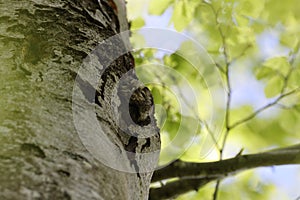 Boreal owl or Tengmalm's owl (Aegolius funereus) Swabian Jura  Germany