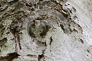 Boreal owl or Tengmalm's owl (Aegolius funereus) Swabian Jura  Germany