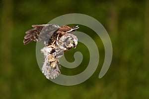 Boreal owl or Tengmalm`s owl Aegolius funereus wants to land in the forest