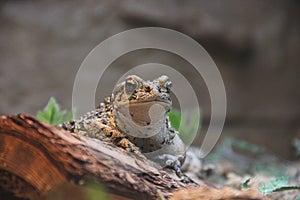 Boreal toad Bufo boreas boreas