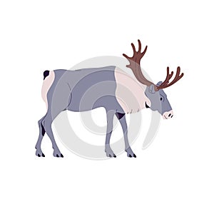 Boreal woodland caribou. Furry polar deer of Canada forests. North reindeer with horns. Wild animal, hoofed mammal of photo