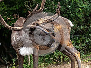 Boreal Woodland Caribou photo