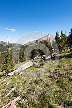 Boreas Mountain 13,082 in Pike National Forest Colorado