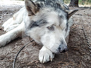 Bored alaskan malamute on the metal chain lying on ground and resting before sleigh ride