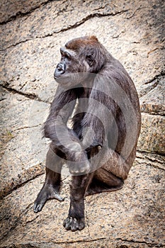 Bored ape in zoo