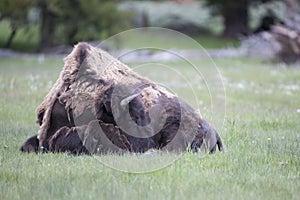 Bored buffalo resting with head down