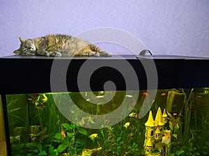 Bored cat on the aquarium cover