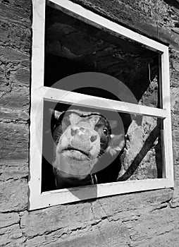 Bored Cow Looking Behind Window of a Farm photo