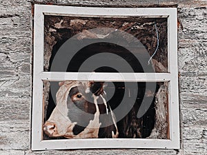 Bored Dirty Cow Looking Behind Window of a Farm photo
