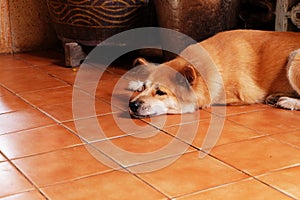 A Bored Dog, Close Up Canine on Wooden Floor of the House Background