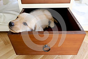 a bored dog in a drawer