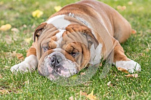 Bored English bulldog