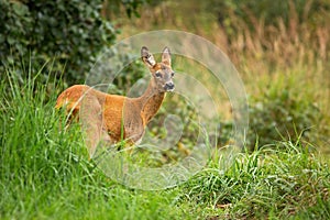 Bored female roe deer standing in tall vegetation, Slovakia, Europe.