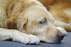 Bored golden retriever