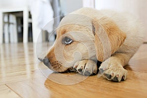 Bored Golden Retriever puppy Dog