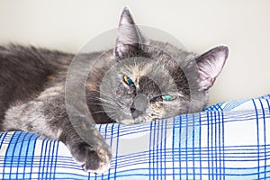 Bored grey Cat with blue eyes relaxes and sleeps on human bed