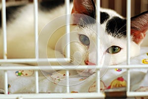 Bored Kitty In Cage