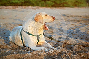 Bored labrador dog