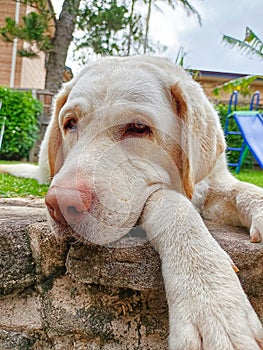 Bored Labrador retriever Dog lying on ground