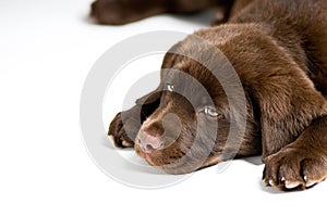 Bored Labrador Retriever puppy