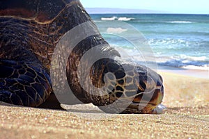 Bored & Lazy Sea Turtle resting, lounging, sunbathing on Maui sand beach