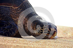 Bored & Lazy Sea Turtle resting, lounging, sunbathing on Maui sand beach