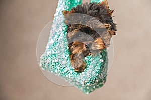 Bored little yorkshire terrier doggy in a safe and warm pouch