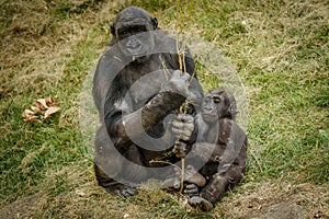 Bored mama gorilla with baby, Calgary ZOO