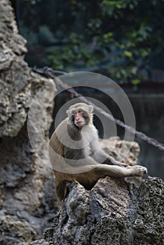 A bored monkey in a daze in the sun. photo