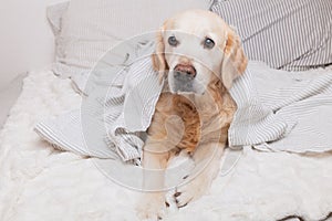 Bored sad golden retriever dog under light gray and white stripped plaid