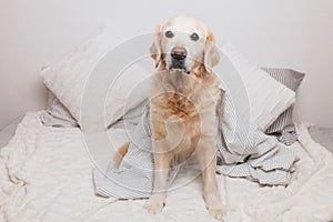 Bored sad golden retriever dog under light gray and white stripped plaid