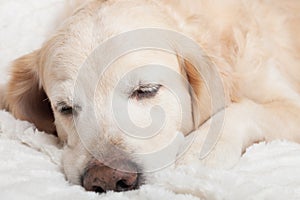 Bored sad sleeping golden retriever dog on white scandinavian style plaid
