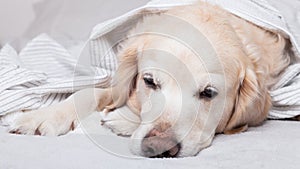 Bored sad sleeping golden retriever dog on white scandinavian style plaid