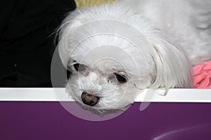 A bored small white dog in a drawer, teacup maltese puppy.