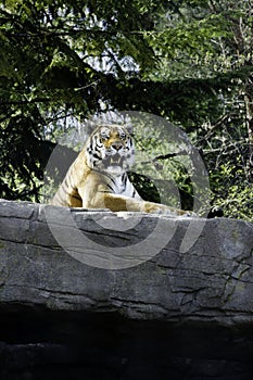 Bored tiger in a park