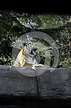 Bored tiger yawns