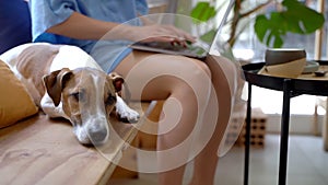 Bored tired dog waiting lying sleepy on wooden bench in a cafe