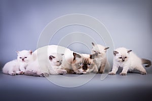 Bored and tired scottish cat lying with her kittens