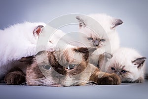 Bored and tired scottish cat lying with her kittens