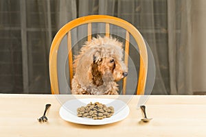 A bored and uninterested Poodle puppy looking away from her plate of kibbles on the dining table photo