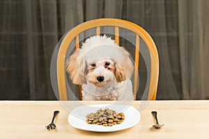 A bored and uninterested Poodle puppy looking at a plate of kibbles on the table photo