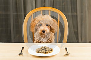 A bored and uninterested Poodle puppy with a plate of kibbles on the table photo