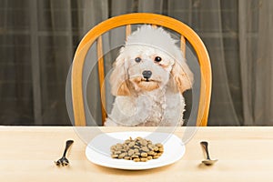 A bored and uninterested Poodle puppy with a plate of kibbles on the table